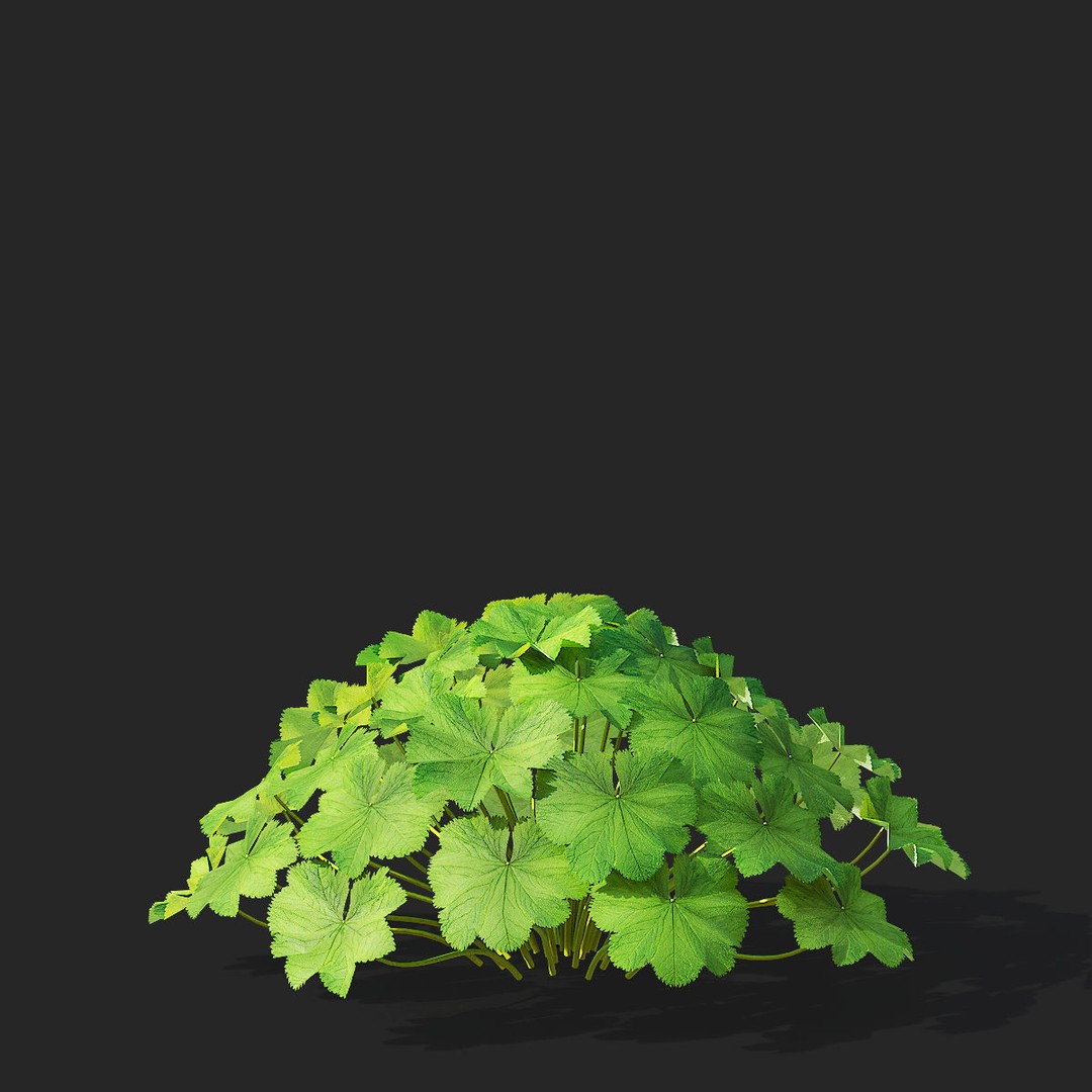 Alchemilla Mollis 3D Model – High Poly Flower Asset, FBX, PBR Textures - View 10