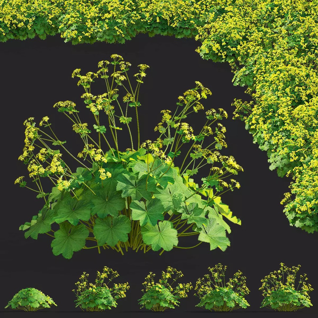 Alchemilla Mollis 3D Model – High Poly Flower Asset, FBX, PBR Textures - View 2