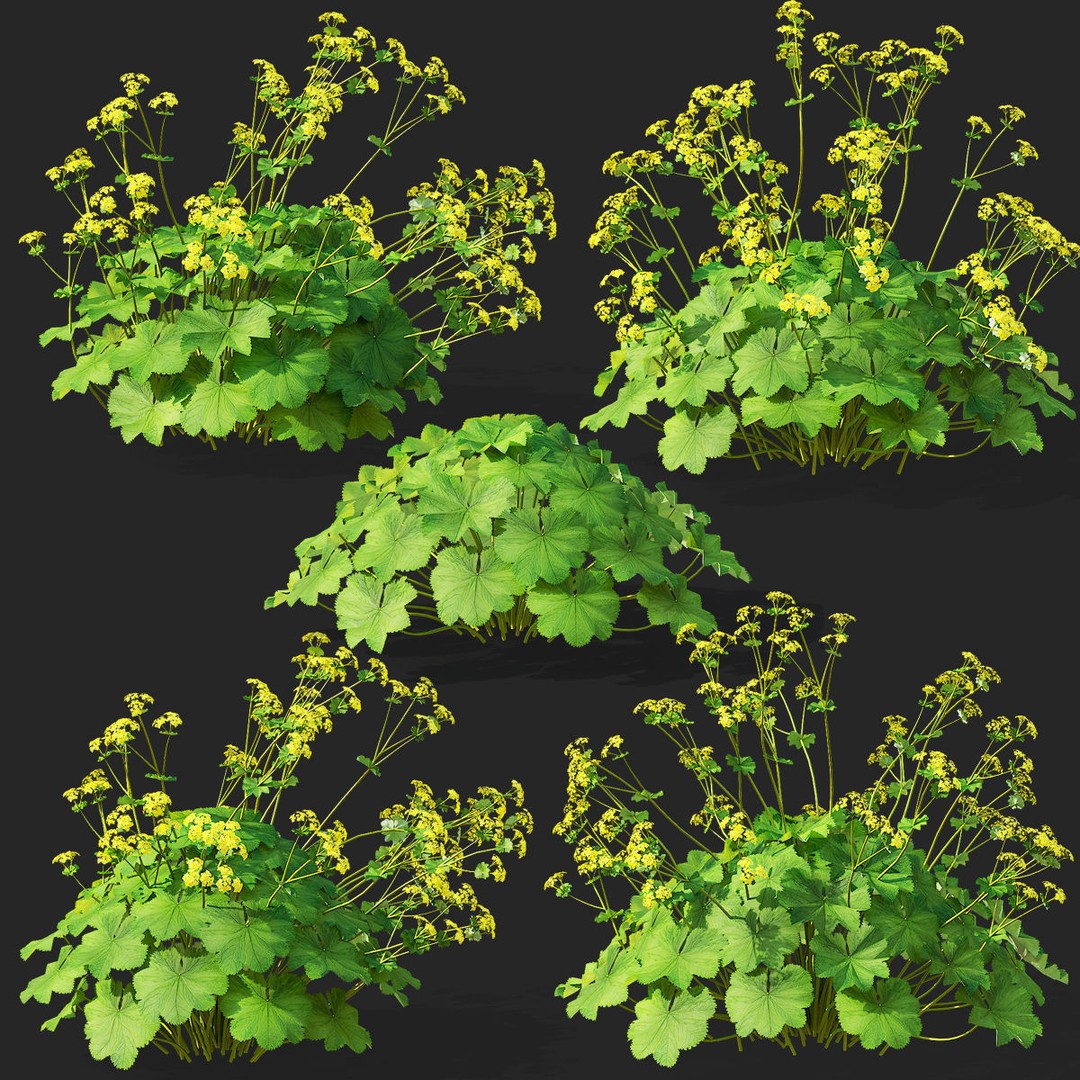 Alchemilla Mollis 3D Model – High Poly Flower Asset, FBX, PBR Textures - View 3