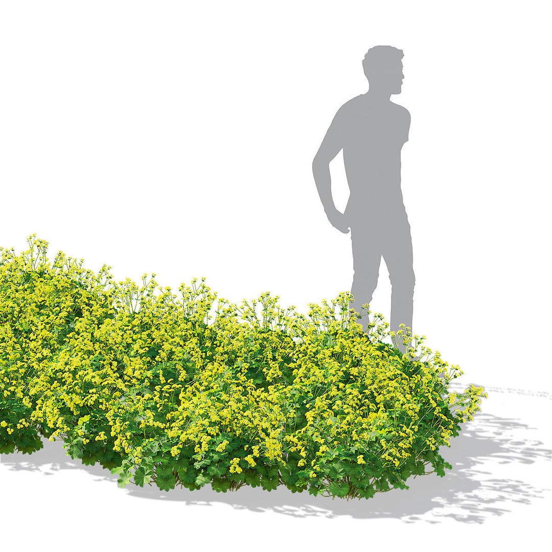 Alchemilla Mollis 3D Model – High Poly Flower Asset, FBX, PBR Textures - View 4