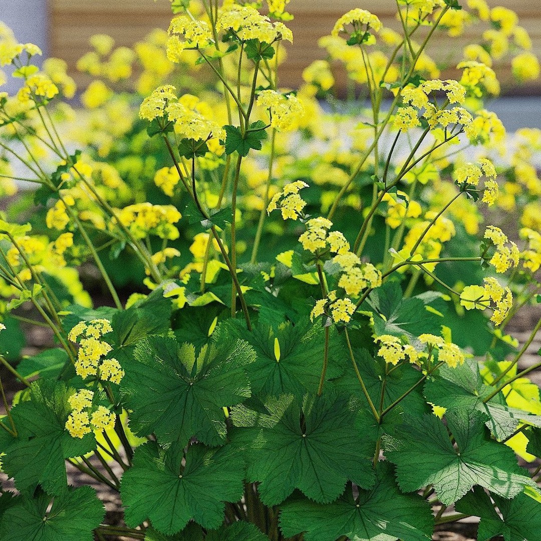 Alchemilla Mollis 3D Model – High Poly Flower Asset, FBX, PBR Textures - View 5