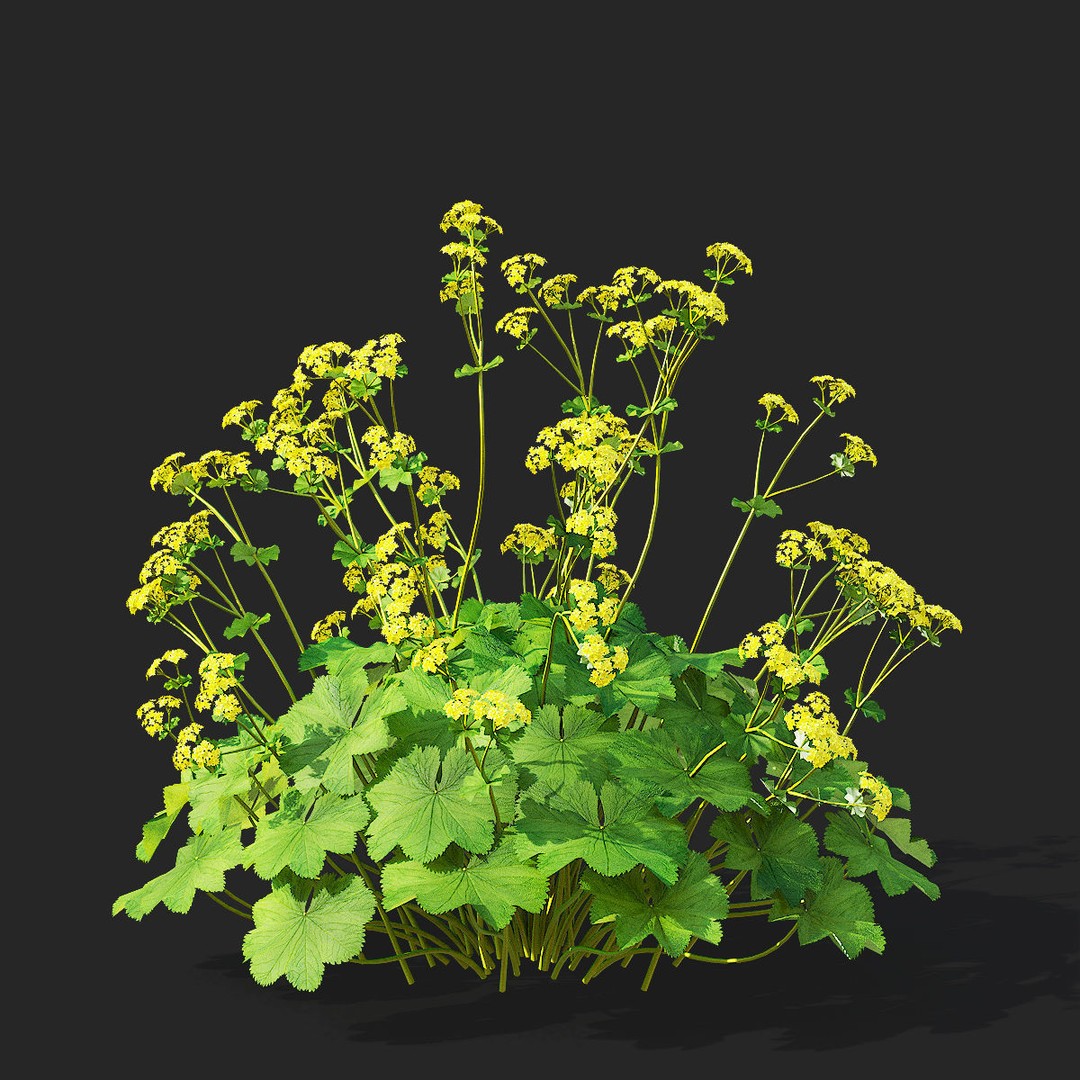 Alchemilla Mollis 3D Model – High Poly Flower Asset, FBX, PBR Textures - View 6