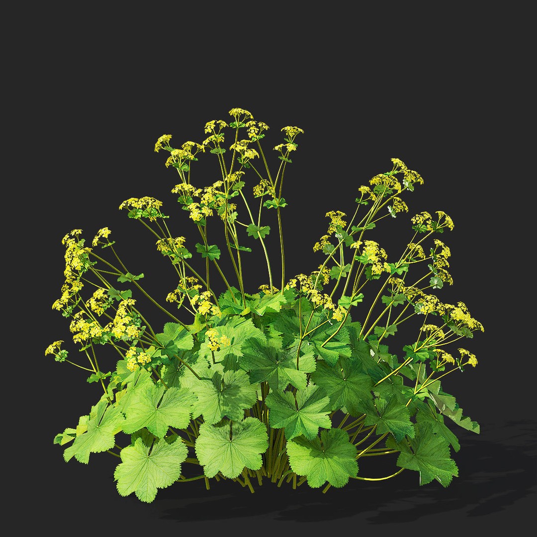Alchemilla Mollis 3D Model – High Poly Flower Asset, FBX, PBR Textures - View 7