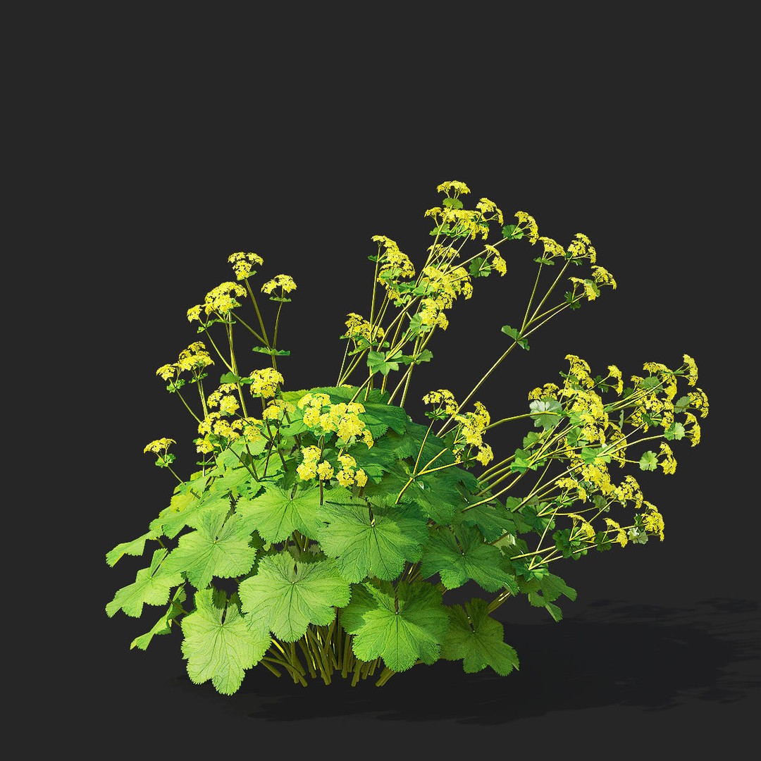 Alchemilla Mollis 3D Model – High Poly Flower Asset, FBX, PBR Textures - View 8