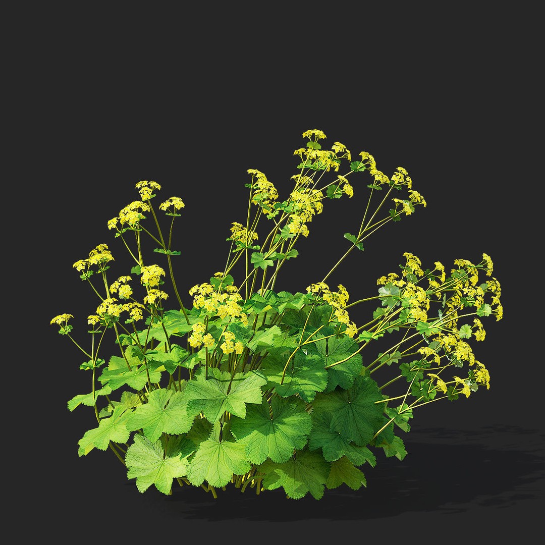 Alchemilla Mollis 3D Model – High Poly Flower Asset, FBX, PBR Textures - View 9