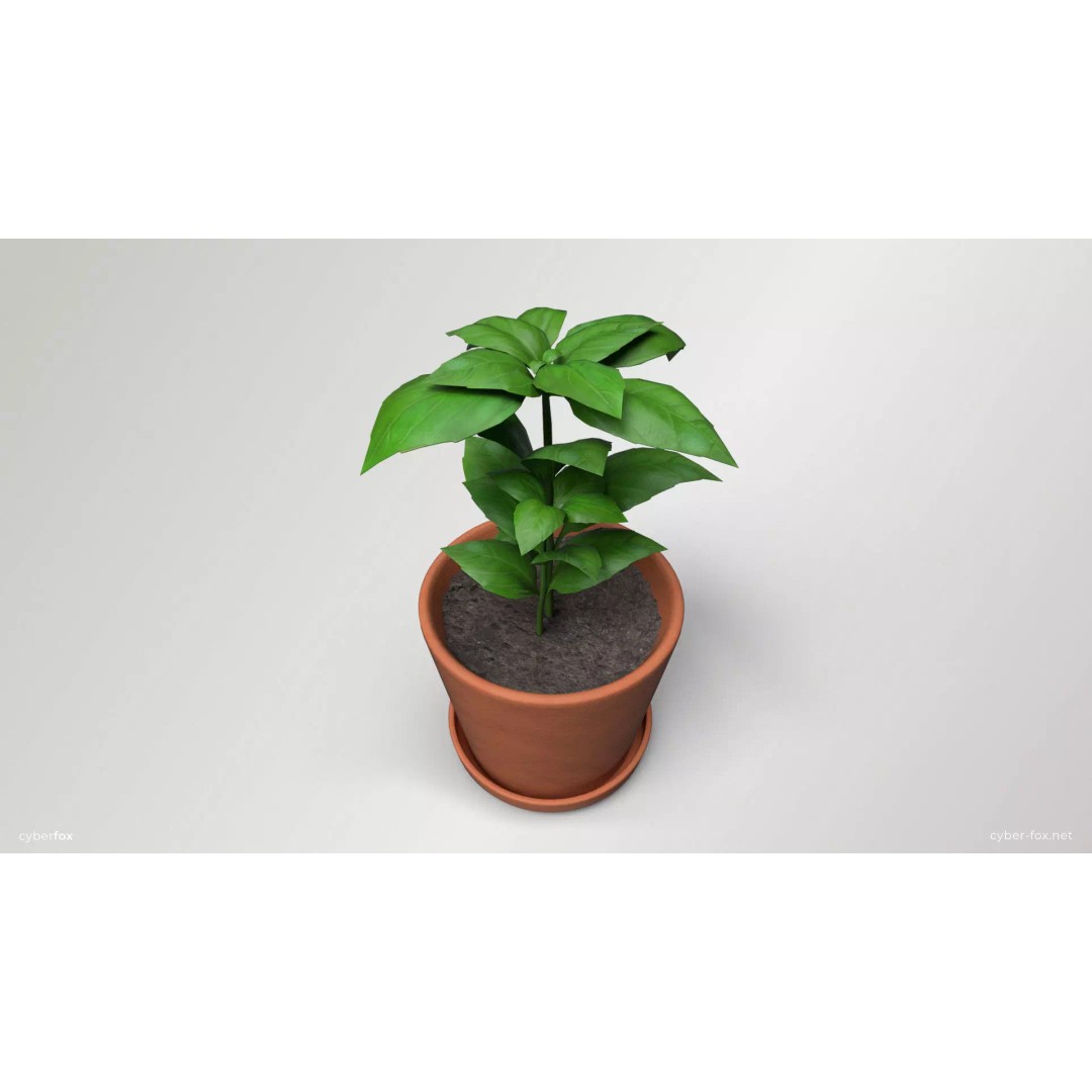 Basil Pot Plant 3D Model – Low Poly Game Ready Asset, FBX, OBJ - View 2