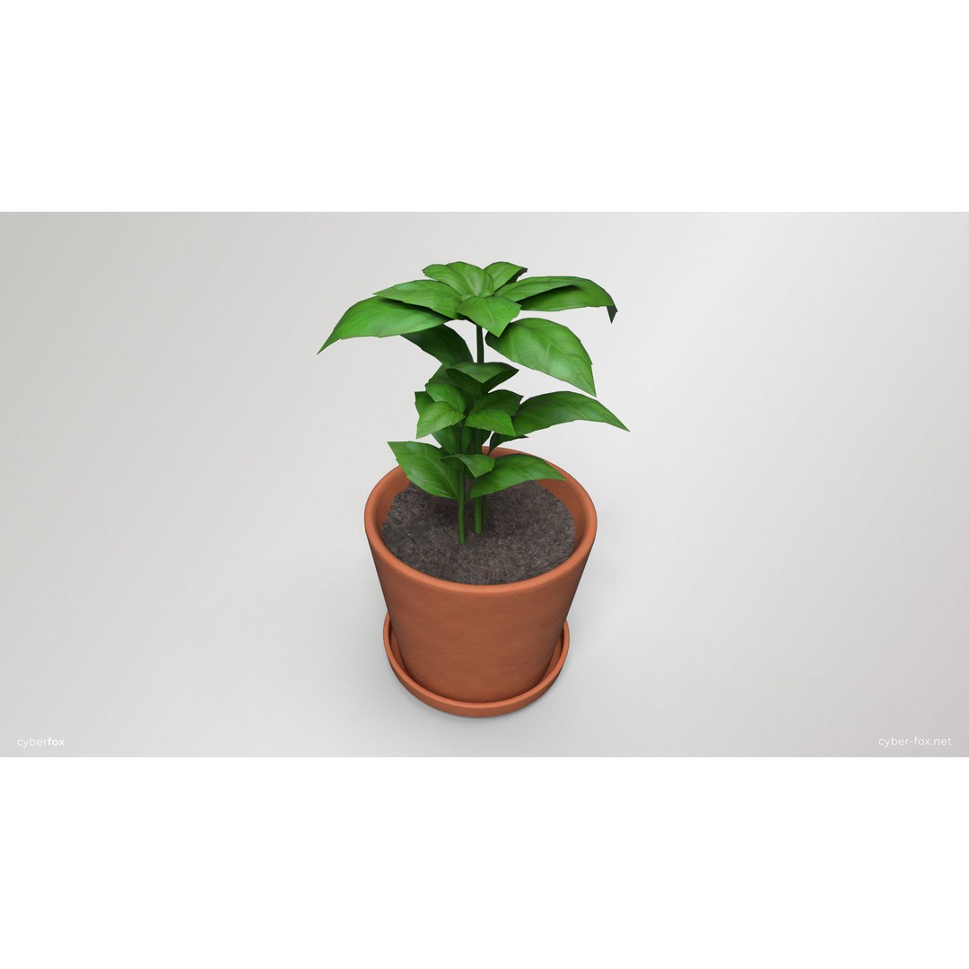 Basil Pot Plant 3D Model – Low Poly Game Ready Asset, FBX, OBJ - View 3