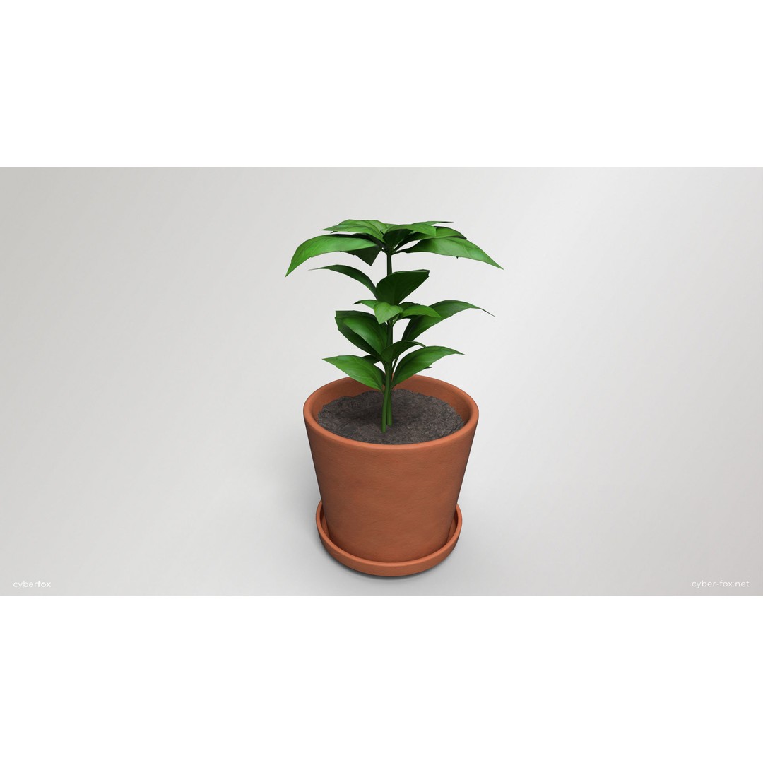 Basil Pot Plant 3D Model – Low Poly Game Ready Asset, FBX, OBJ - View 4