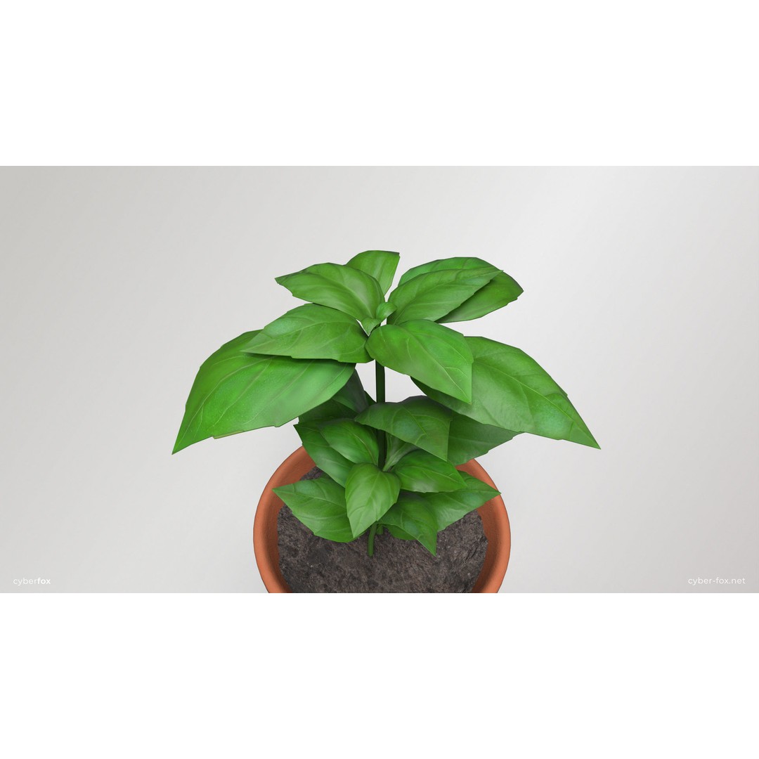 Basil Pot Plant 3D Model – Low Poly Game Ready Asset, FBX, OBJ - View 5