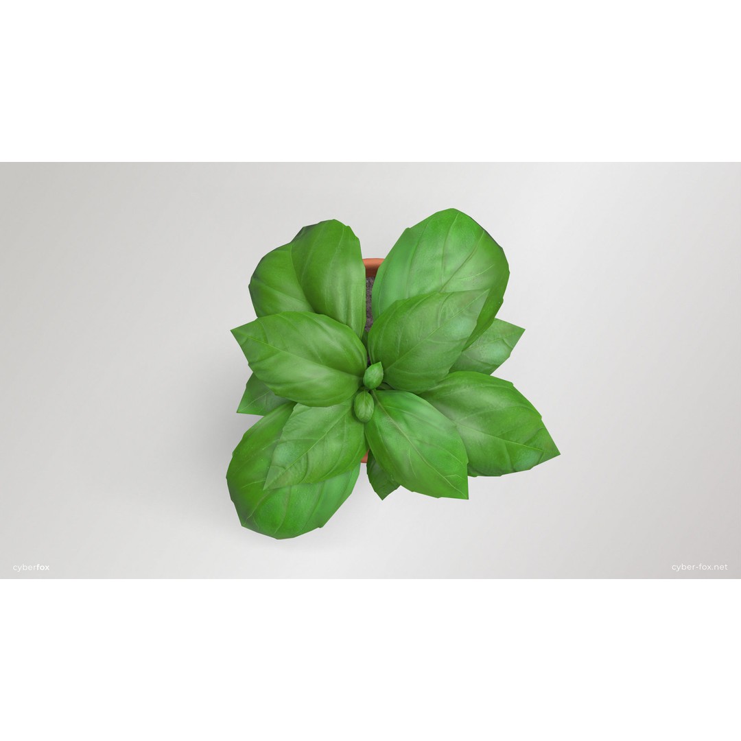 Basil Pot Plant 3D Model – Low Poly Game Ready Asset, FBX, OBJ - View 6