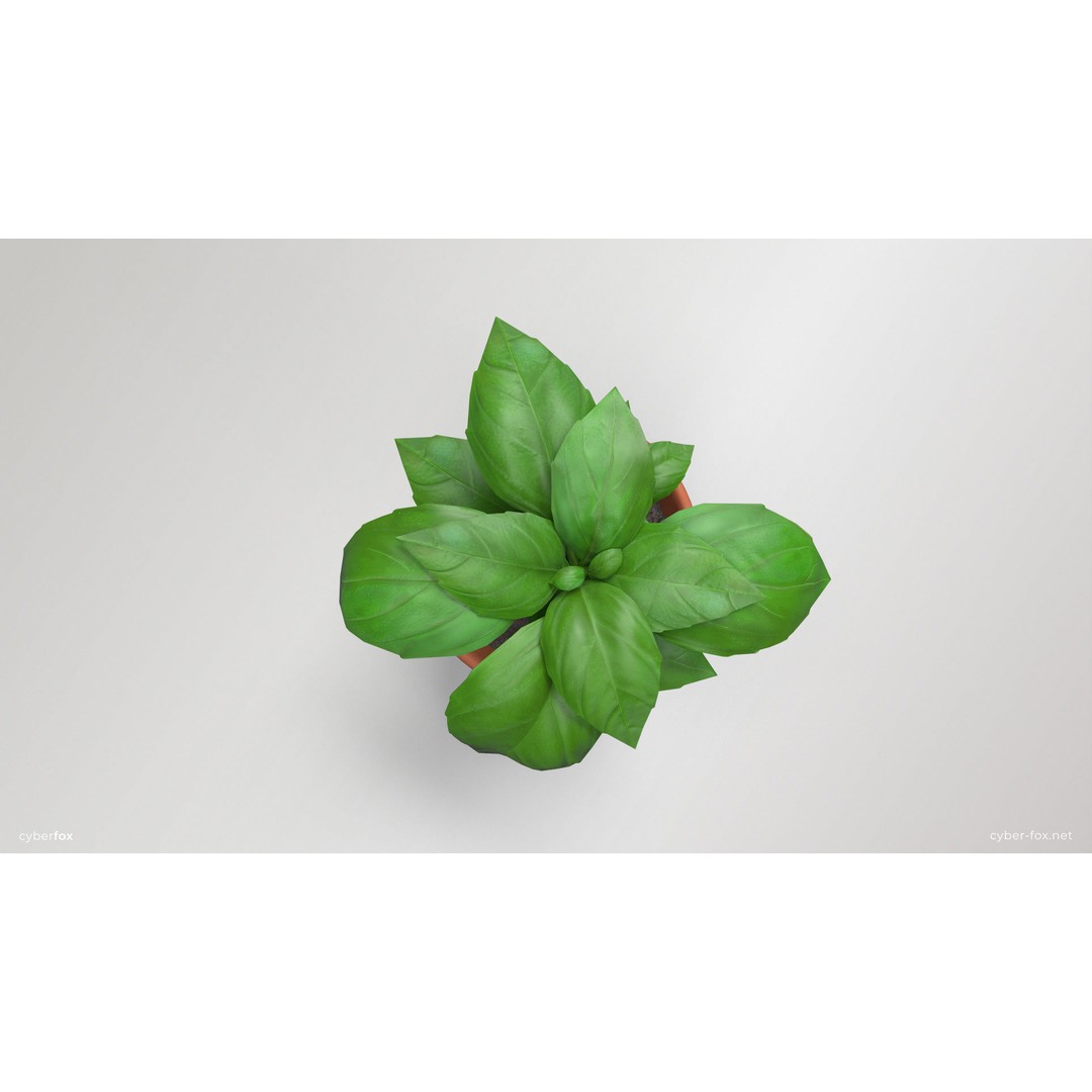 Basil Pot Plant 3D Model – Low Poly Game Ready Asset, FBX, OBJ - View 7