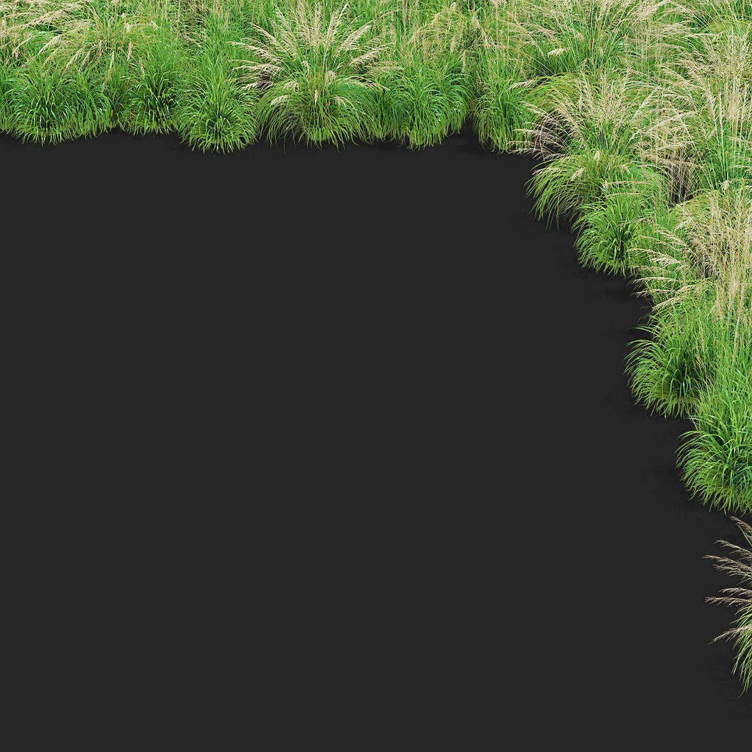 Molinia Arundinacea 3D Model – High Poly Ornamental Grass, FBX & OBJ