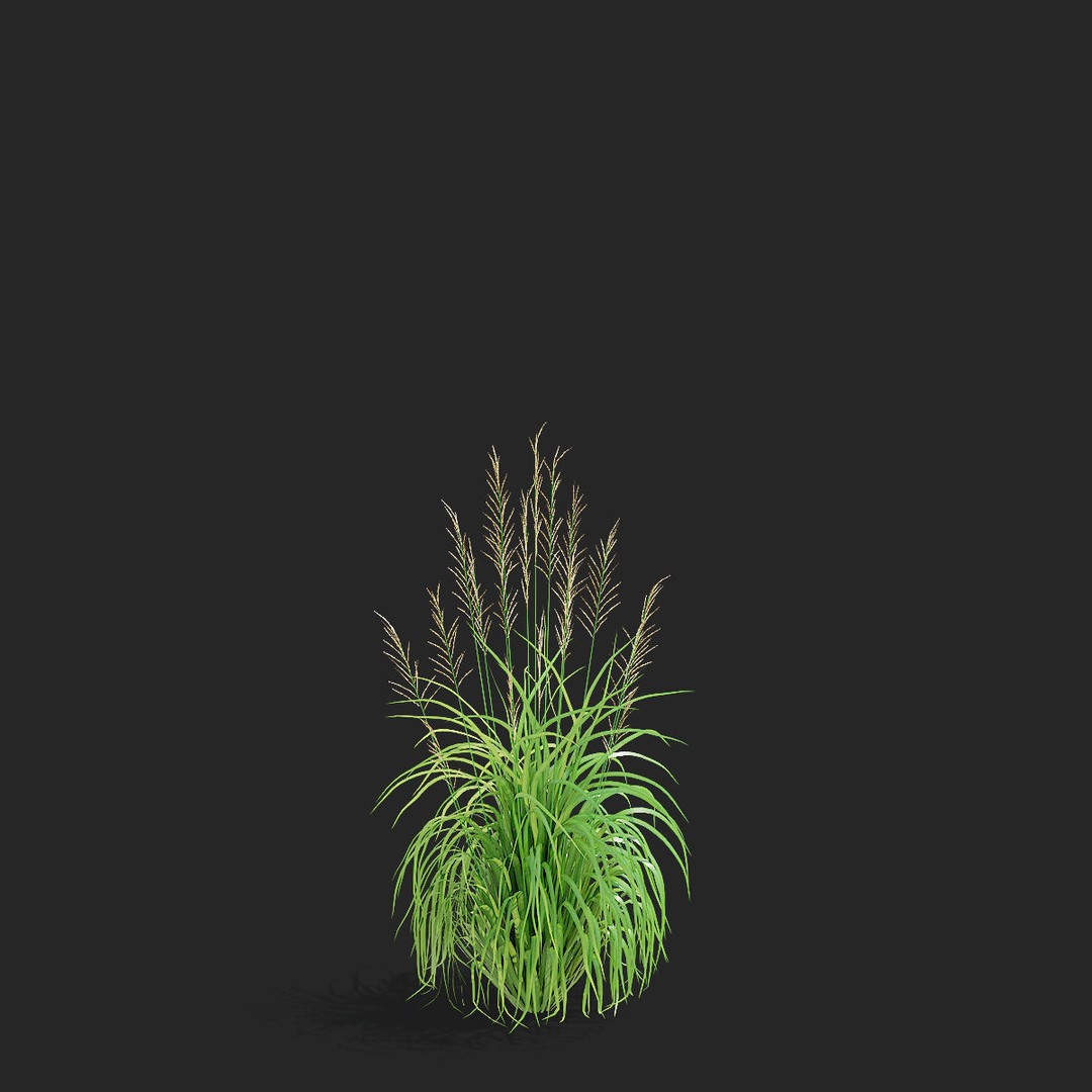 Molinia Arundinacea 3D Model – High Poly Ornamental Grass, FBX & OBJ - View 10