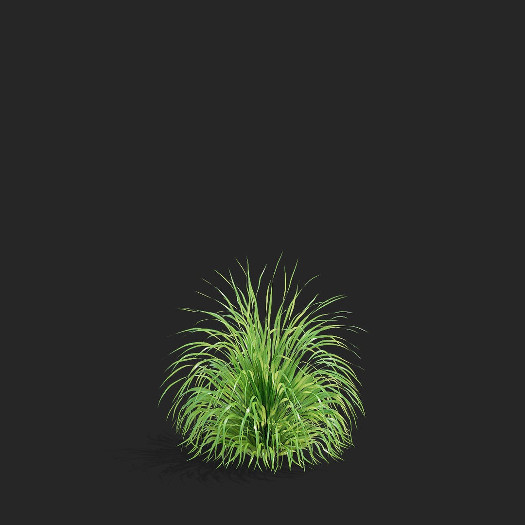 Molinia Arundinacea 3D Model – High Poly Ornamental Grass, FBX & OBJ - View 11