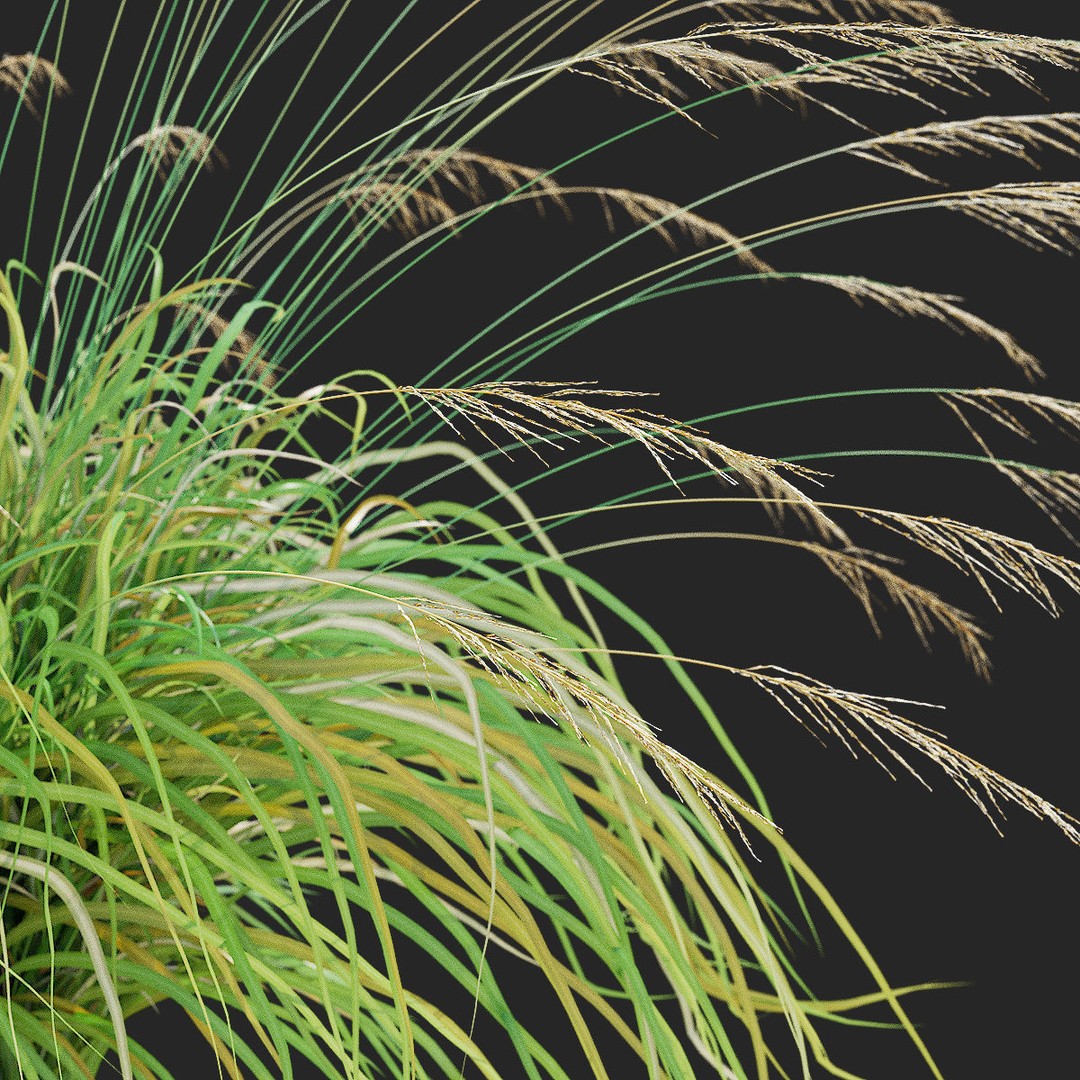 Molinia Arundinacea 3D Model – High Poly Ornamental Grass, FBX & OBJ - View 12