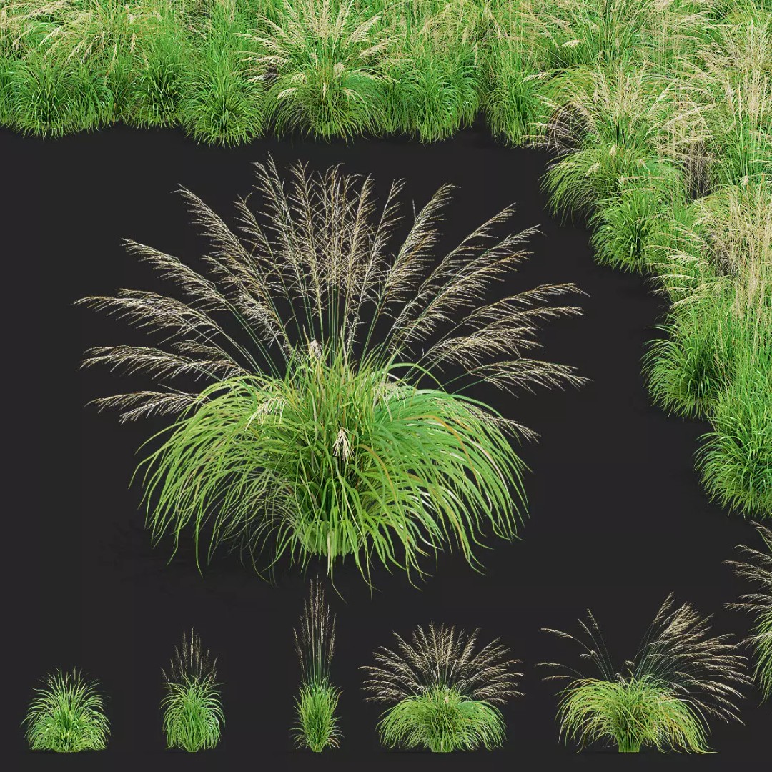 Molinia Arundinacea 3D Model – High Poly Ornamental Grass, FBX & OBJ - View 2