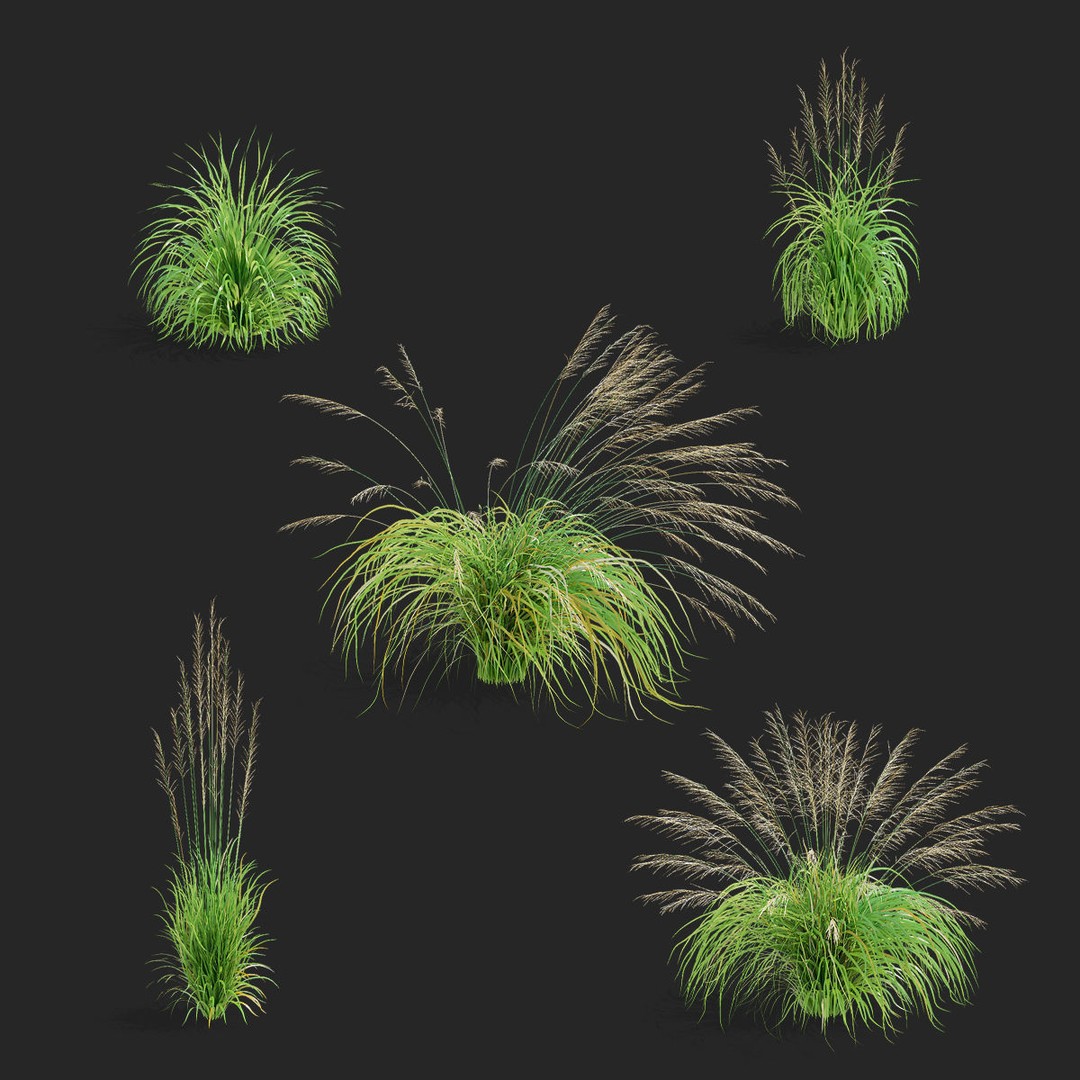 Molinia Arundinacea 3D Model – High Poly Ornamental Grass, FBX & OBJ - View 3