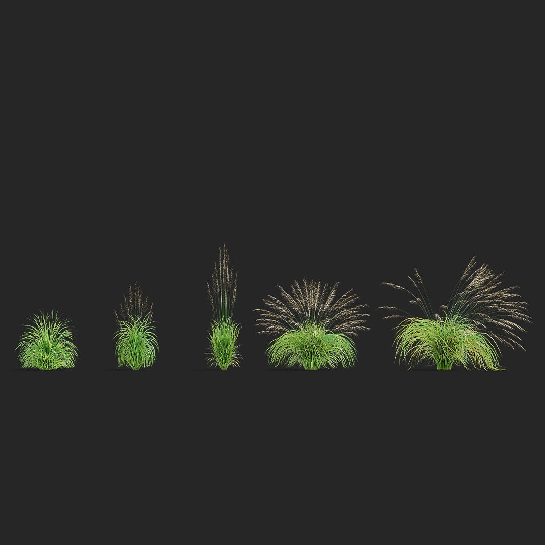 Molinia Arundinacea 3D Model – High Poly Ornamental Grass, FBX & OBJ - View 4
