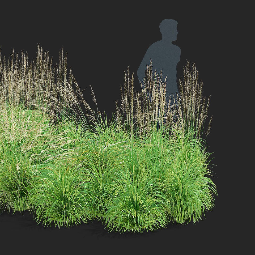 Molinia Arundinacea 3D Model – High Poly Ornamental Grass, FBX & OBJ - View 5