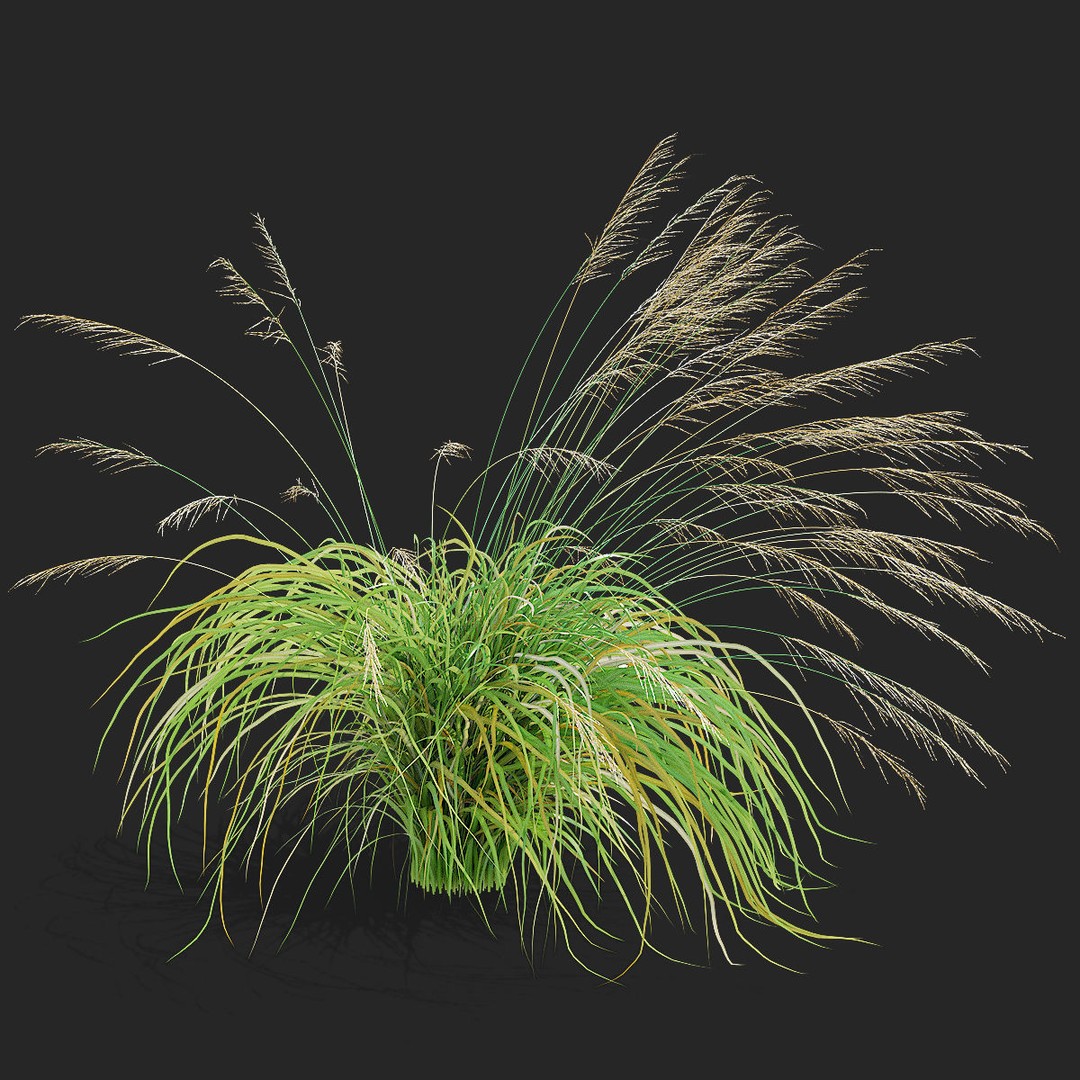 Molinia Arundinacea 3D Model – High Poly Ornamental Grass, FBX & OBJ - View 6