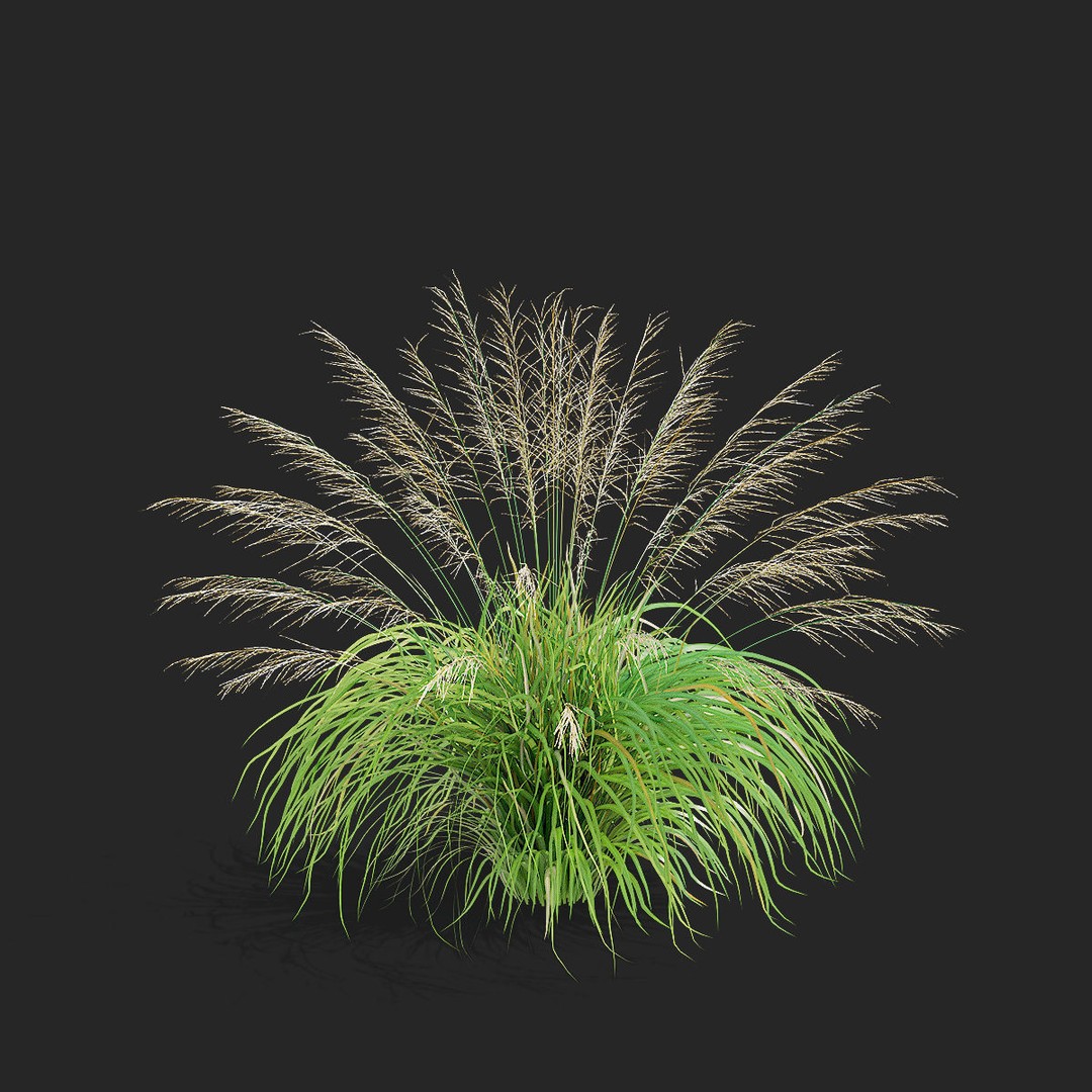 Molinia Arundinacea 3D Model – High Poly Ornamental Grass, FBX & OBJ - View 8