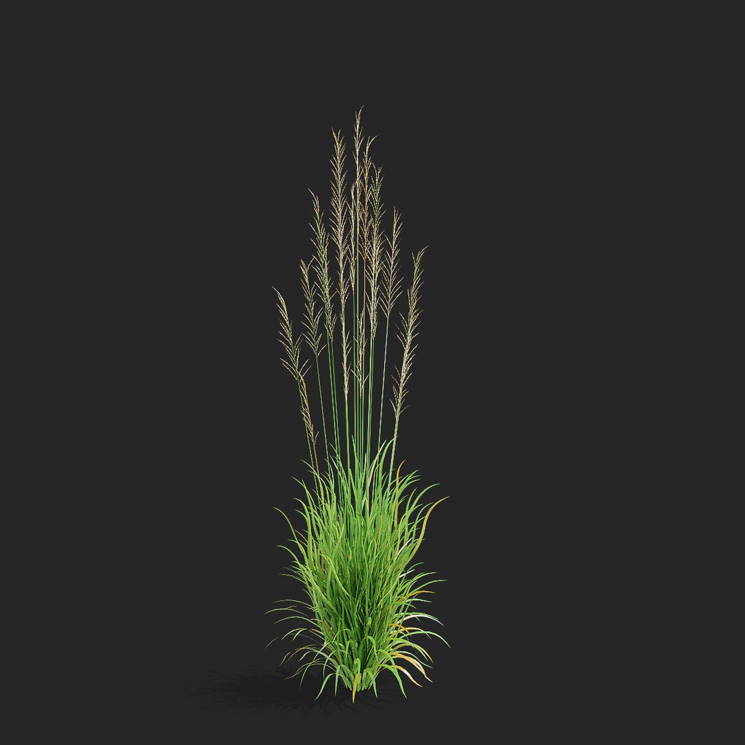 Molinia Arundinacea 3D Model – High Poly Ornamental Grass, FBX & OBJ - View 9