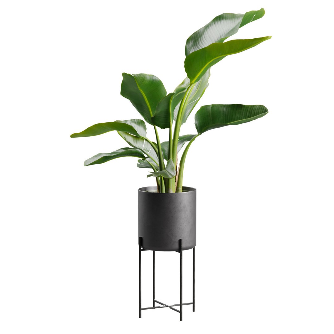 Strelitzia Nicolai 3D Model – PBR Plant Asset for Interior Renders