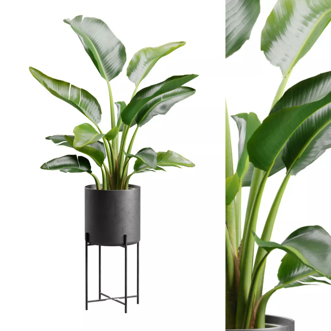 Strelitzia Nicolai 3D Model – PBR Plant Asset for Interior Renders - View 2