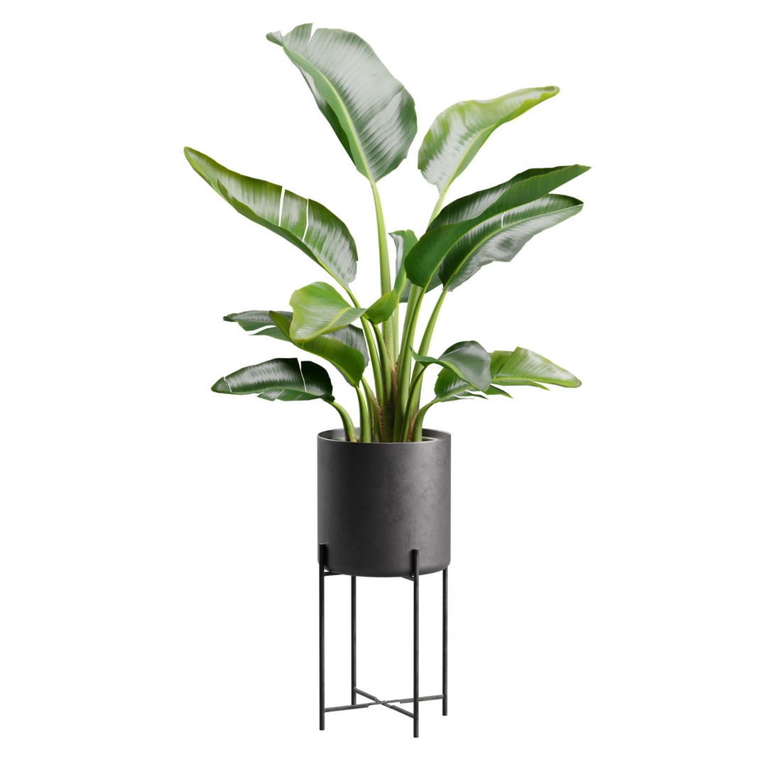 Strelitzia Nicolai 3D Model – PBR Plant Asset for Interior Renders - View 3