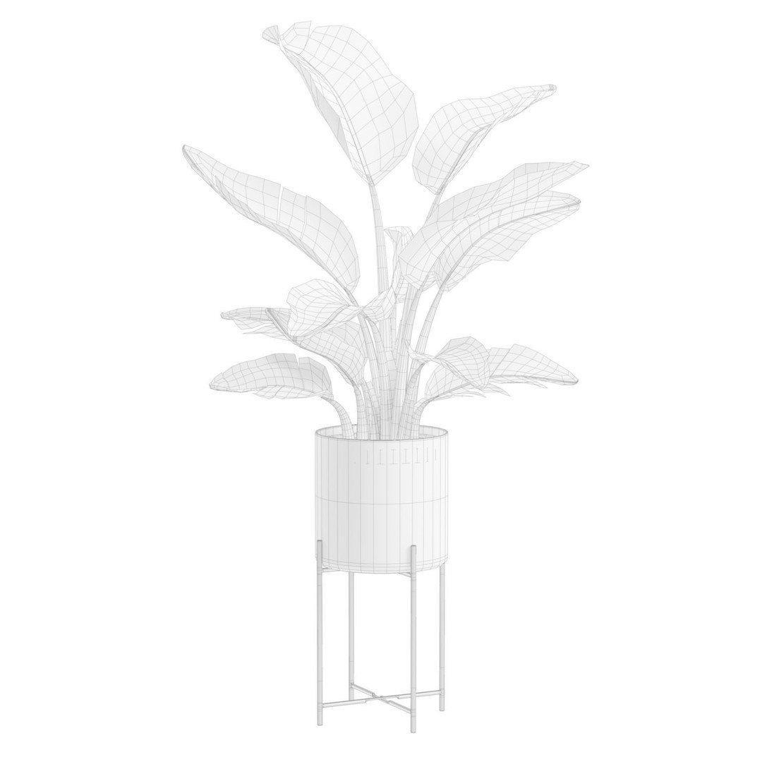 Strelitzia Nicolai 3D Model – PBR Plant Asset for Interior Renders - View 4