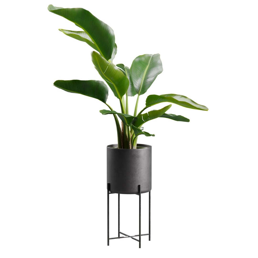 Strelitzia Nicolai 3D Model – PBR Plant Asset for Interior Renders - View 5