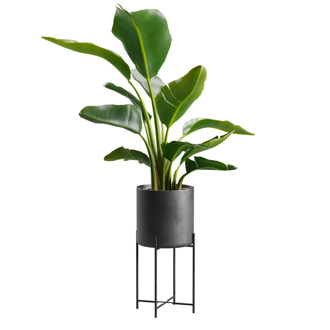 Strelitzia Nicolai 3D Model – PBR Plant Asset for Interior Renders - View 6