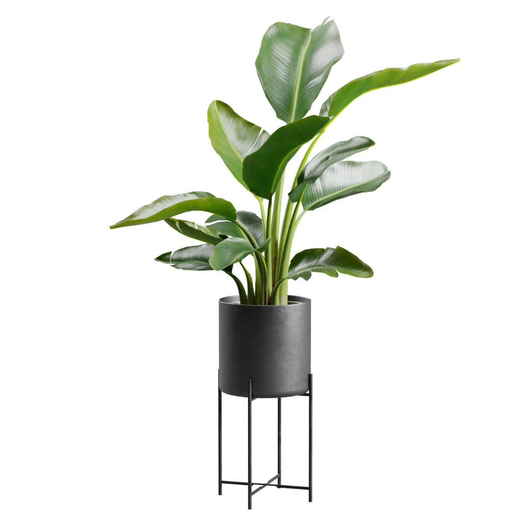 Strelitzia Nicolai 3D Model – PBR Plant Asset for Interior Renders - View 7