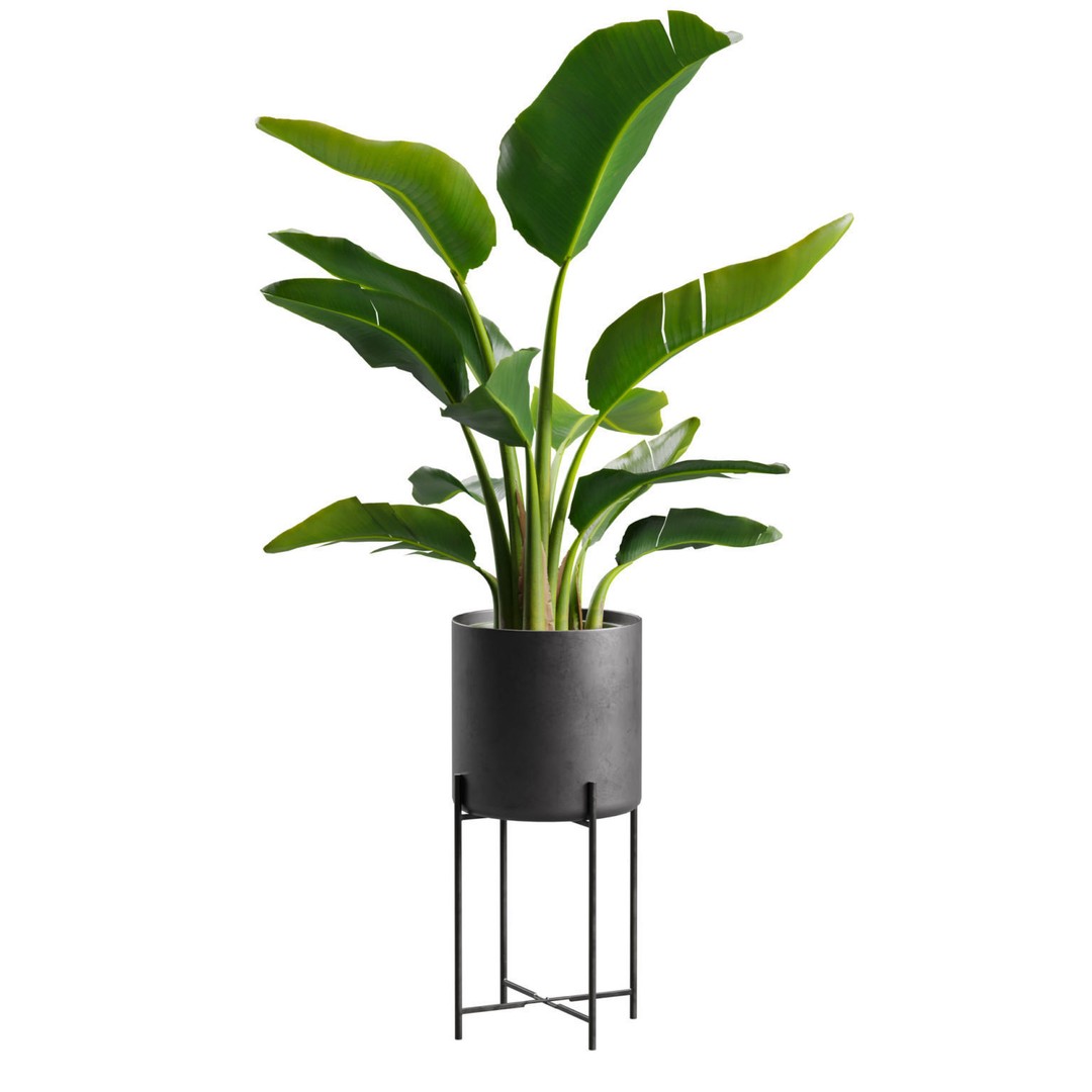 Strelitzia Nicolai 3D Model – PBR Plant Asset for Interior Renders - View 8