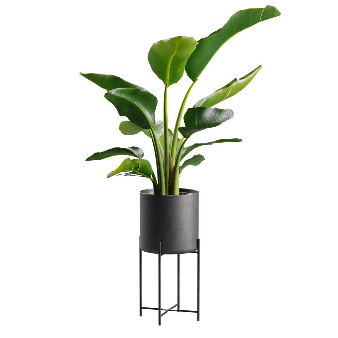 Strelitzia Nicolai 3D Model – PBR Plant Asset for Interior Renders - View 9
