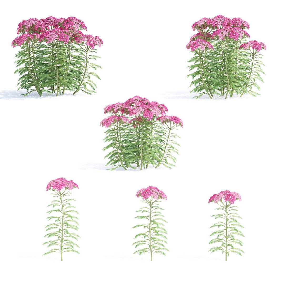 Achillea Millefolium 3D Model – High Poly Flower Asset, FBX & OBJ