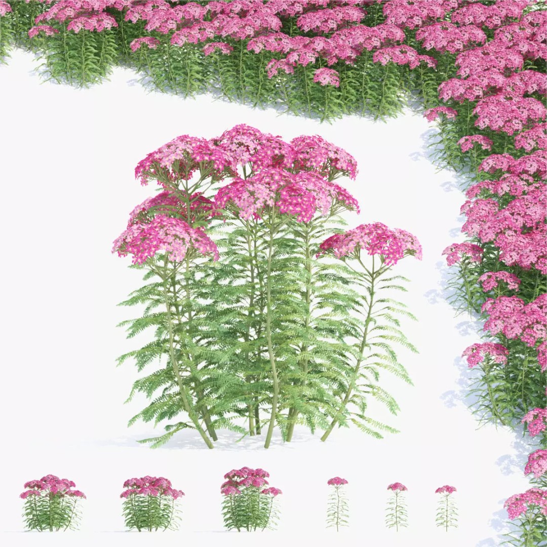 Achillea Millefolium 3D Model – High Poly Flower Asset, FBX & OBJ - View 2