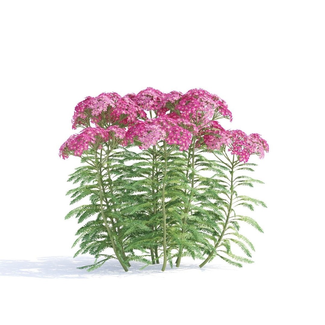 Achillea Millefolium 3D Model – High Poly Flower Asset, FBX & OBJ - View 3