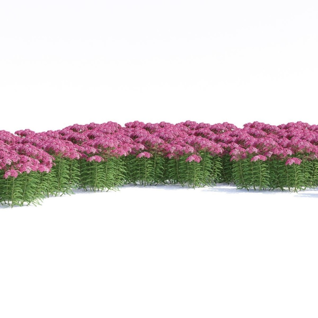Achillea Millefolium 3D Model – High Poly Flower Asset, FBX & OBJ - View 5
