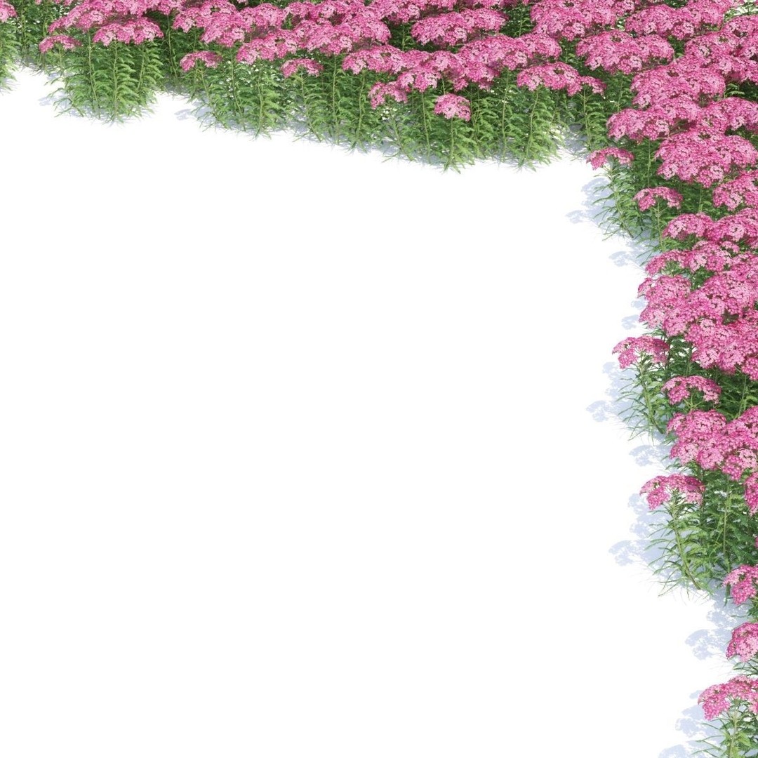 Achillea Millefolium 3D Model – High Poly Flower Asset, FBX & OBJ - View 6