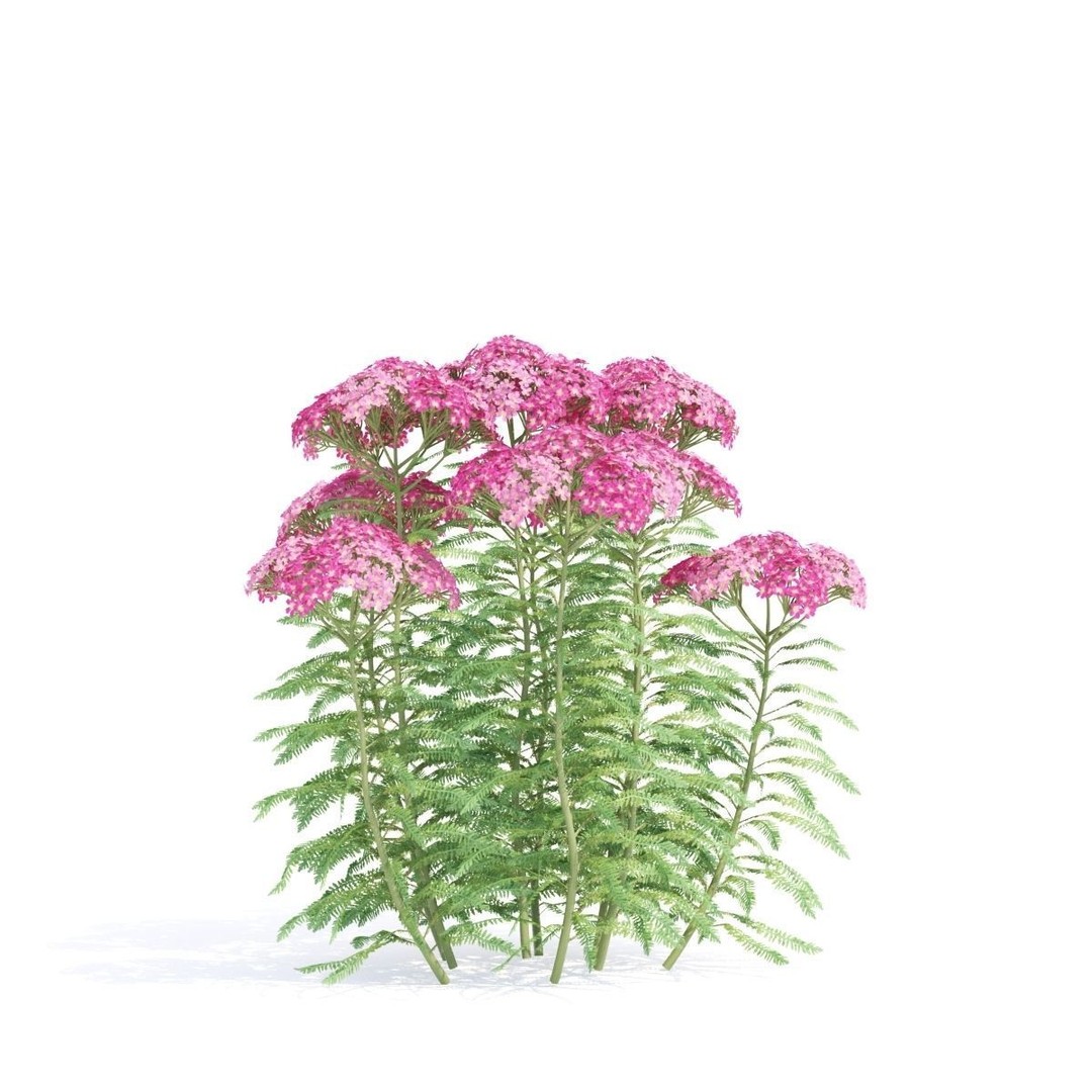 Achillea Millefolium 3D Model – High Poly Flower Asset, FBX & OBJ - View 7