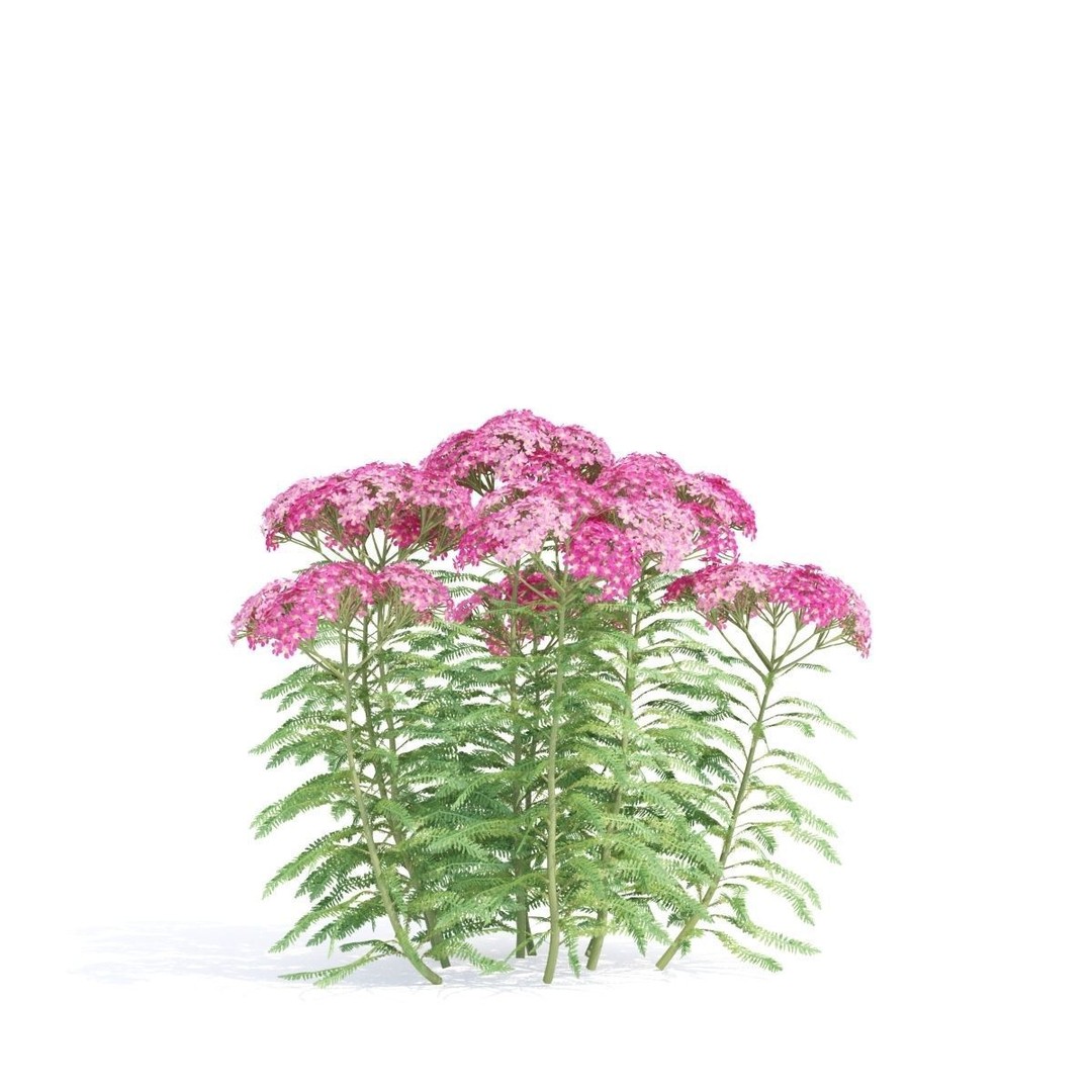 Achillea Millefolium 3D Model – High Poly Flower Asset, FBX & OBJ - View 8