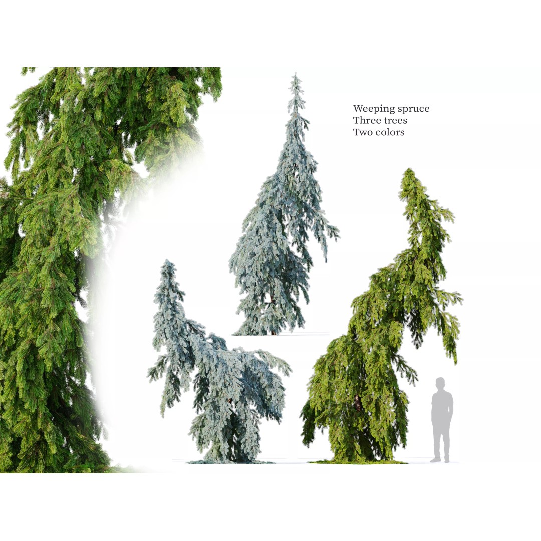 Weeping Spruce 3D Model – High Poly Plant Asset, FBX, OBJ - View 2