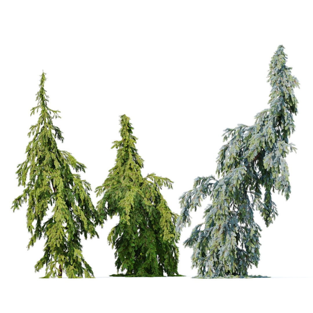 Weeping Spruce 3D Model – High Poly Plant Asset, FBX, OBJ - View 3