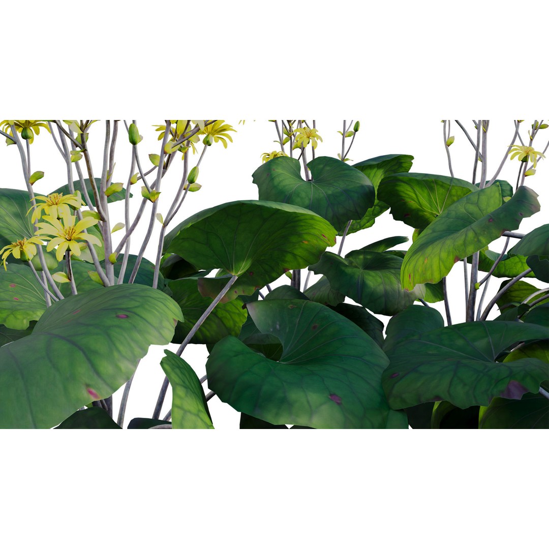 Farfugium japonicum 3D Model – PBR Plant Asset, FBX, Game Ready