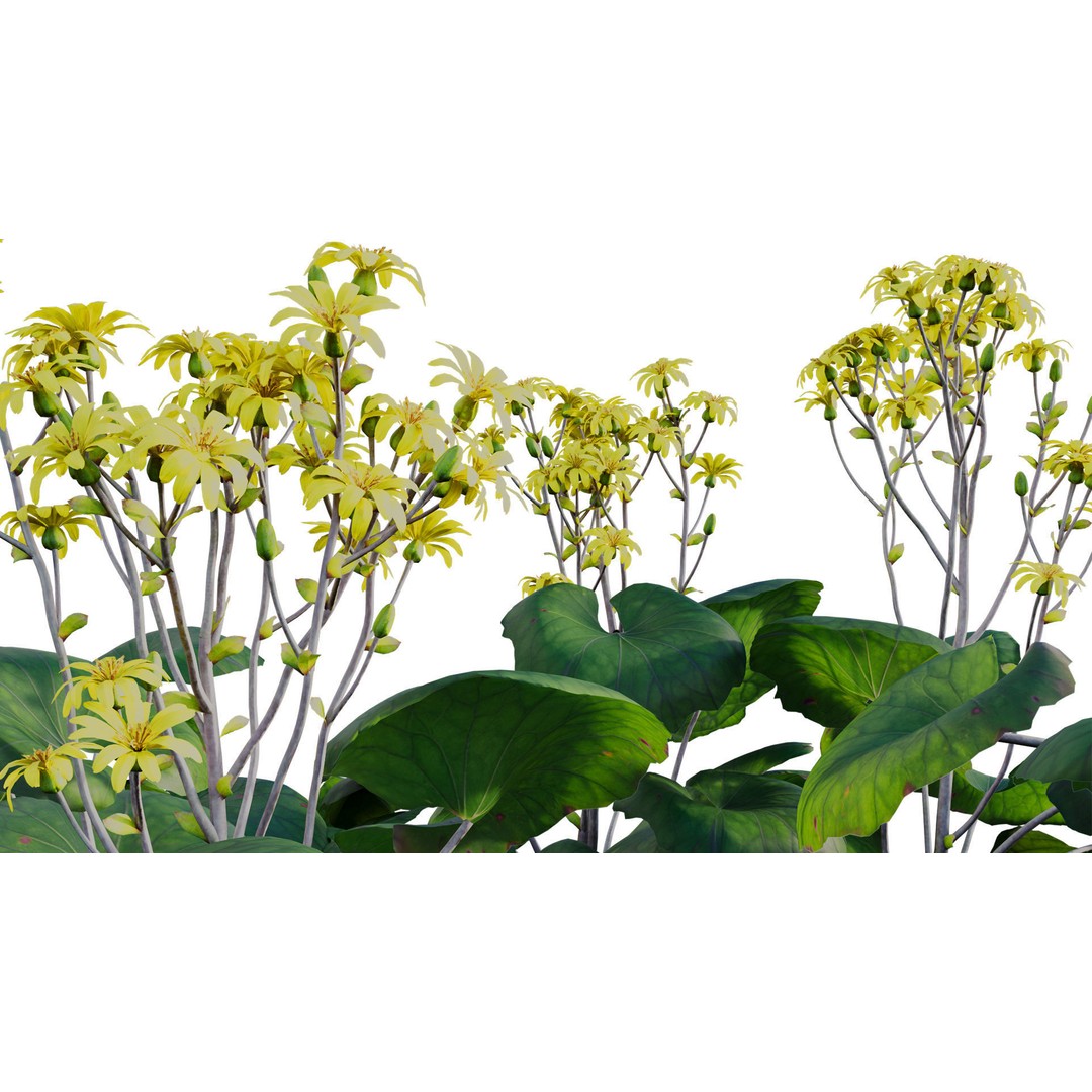 Farfugium japonicum 3D Model – PBR Plant Asset, FBX, Game Ready - View 10
