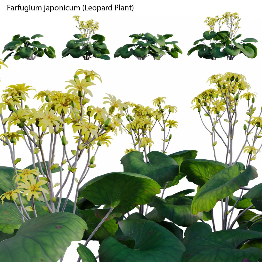 Farfugium japonicum 3D Model – PBR Plant Asset, FBX, Game Ready - View 2