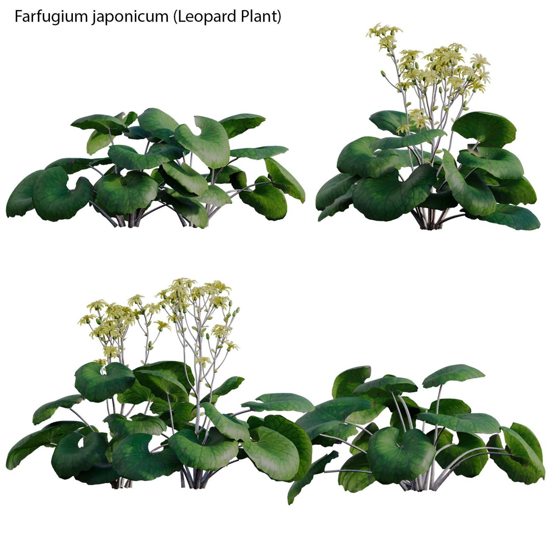 Farfugium japonicum 3D Model – PBR Plant Asset, FBX, Game Ready - View 3