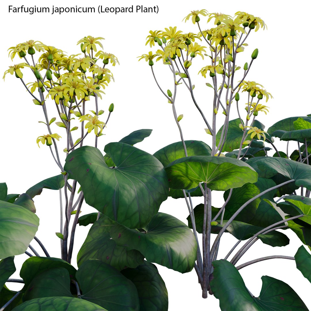 Farfugium japonicum 3D Model – PBR Plant Asset, FBX, Game Ready - View 4