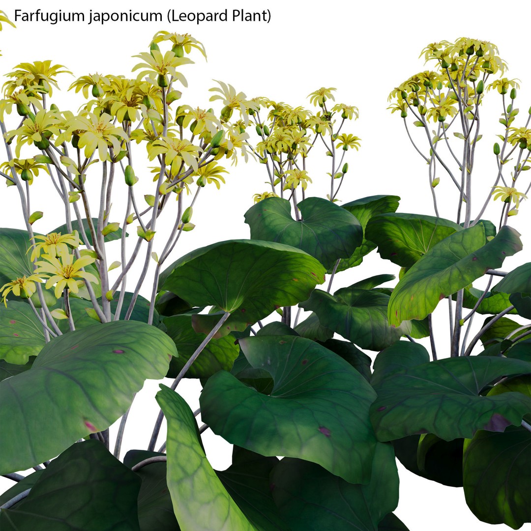 Farfugium japonicum 3D Model – PBR Plant Asset, FBX, Game Ready - View 5